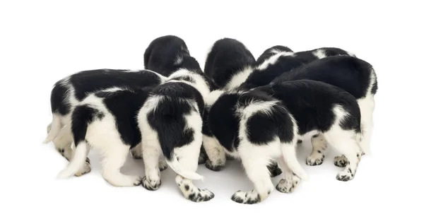 View from up high of Stabyhoun puppies eating together, isolated — Stock Photo, Image