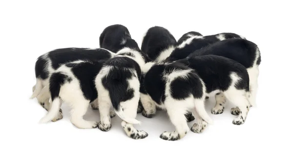 Vista desde lo alto de los cachorros Stabyhoun comiendo juntos, aislados — Foto de Stock