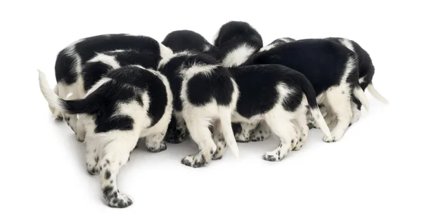 Vista trasera de un grupo de cachorros Stabyhoun comiendo, aislados en wh — Foto de Stock