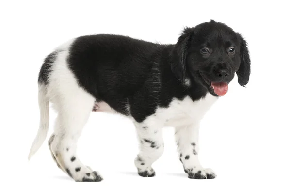 Side view of a Stabyhoun puppy walking, panting, isolated on whi — Stock Photo, Image