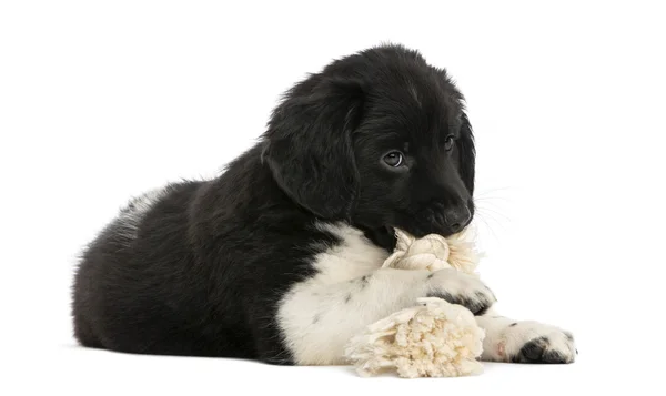 Stabyhoun cachorro acostado, masticando un juguete de cuerda, aislado en whit —  Fotos de Stock