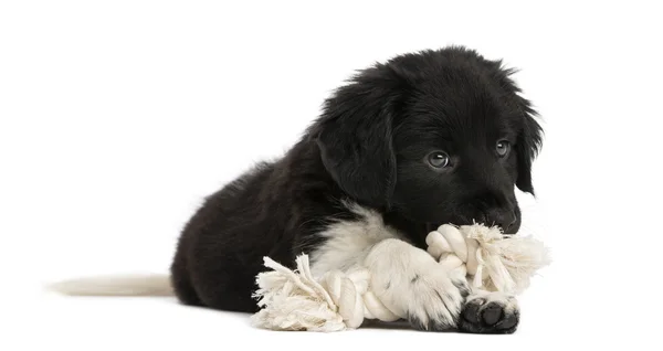 Stabyhoun puppy lying down, chewing a rope toy, isolated on whit — Stock Photo, Image