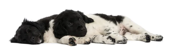 Stabyhoun puppies lying down together, resting, isolated on whit — Stock Photo, Image
