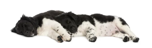 Stabyhoun cachorros acostados juntos, descansando, aislados en whit — Foto de Stock