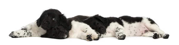 Stabij pups samen liggen, rusten, geïsoleerd op whit — Stockfoto