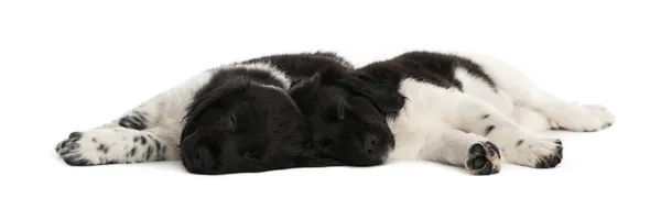 Stabyhoun cachorros acostados juntos, descansando, aislados en whit —  Fotos de Stock
