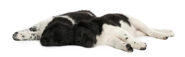 Stabyhoun puppies lying down together, resting, isolated on whit — Stock Photo, Image