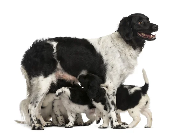 Stabyhoun 的妈妈母乳喂养她的小狗，孤立在白色 — 图库照片