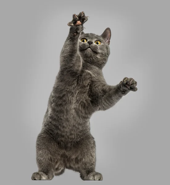 Vista frontal de un gatito Chartreux alcanzando, en las patas traseras, 6 meses —  Fotos de Stock