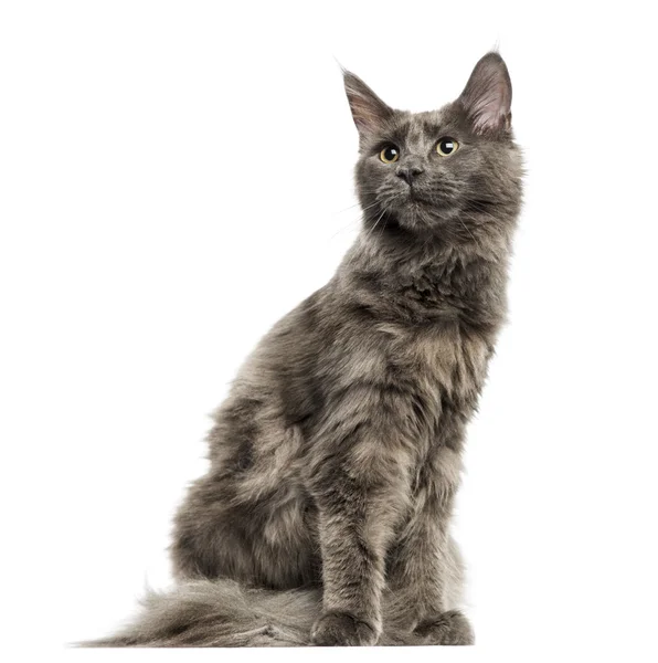 Maine Coon gatinho sentado, olhando para o lado, 6 meses, isolado — Fotografia de Stock