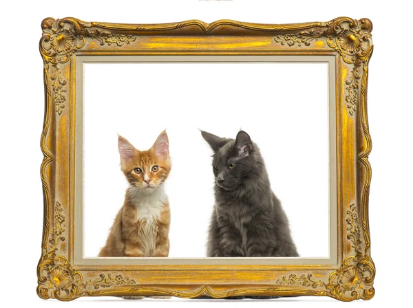 Maine coon-kittens zitten achter een vintage gouden frame, isolat — Stockfoto
