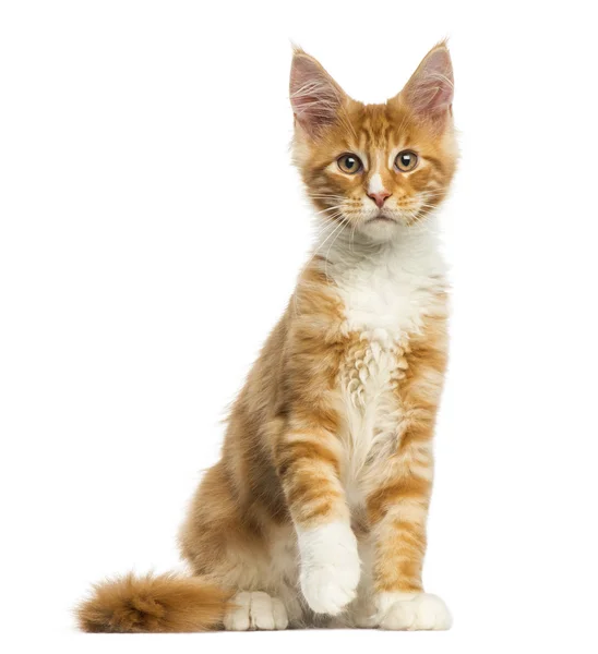 Maine Coon gatinho, sentado, de frente, 4 meses, isolado em wh — Fotografia de Stock