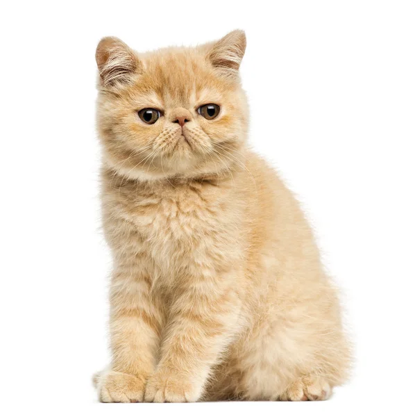 Gatito exótico de taquigrafía sentado, mirando a la cámara, 10 semanas —  Fotos de Stock