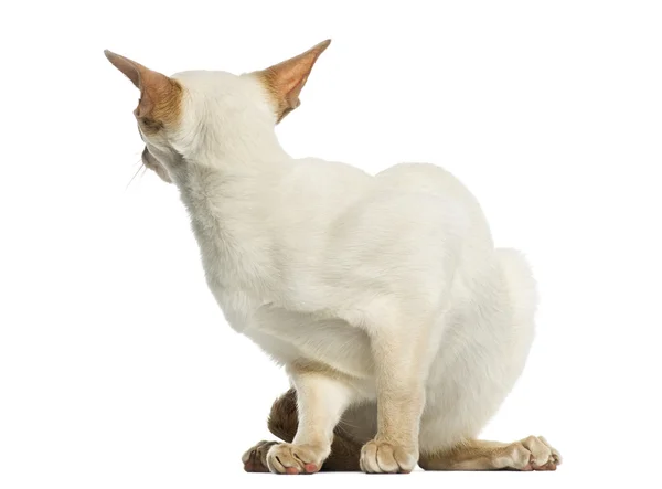 Kot Syjamski, ukrywanie, patrząc wstecz, 8 miesięcy, na białym na Zielone Świątki — Zdjęcie stockowe