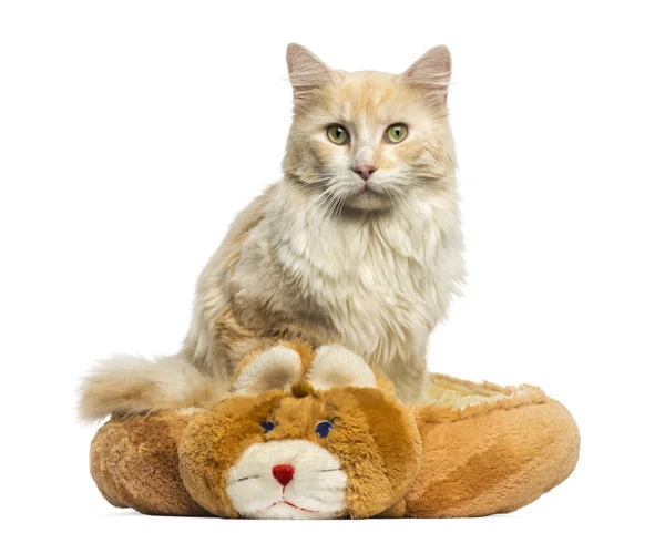 Maine Coon sitting in its bed, looking at the camera, 3 years old — стоковое фото