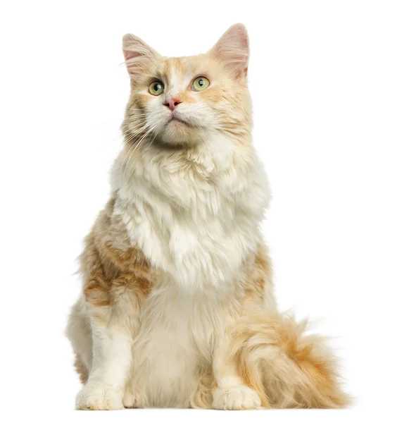 Maine Coon sitting, looking up, 3 years old, isolated on white — Stock Photo, Image