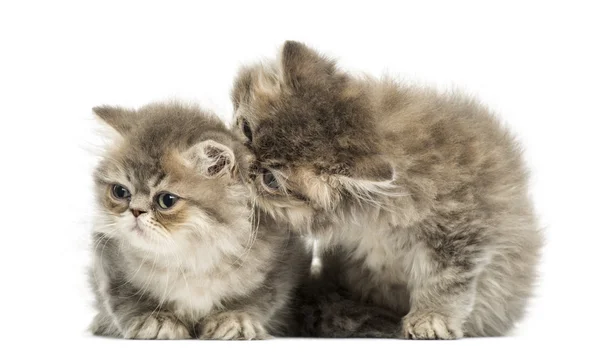 Persian kittens cuddling, 10 weeks old, isolated on white — Stock Photo, Image