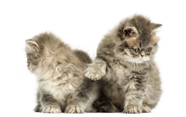 Gatitos persas interactuando, 10 semanas de edad, aislados en blanco — Foto de Stock