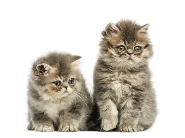 Gattini persiani, 10 settimane, isolati su bianco — Foto Stock