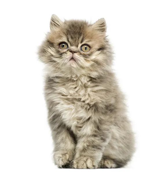 Perské kotě sedící, podíváme se, 10 týdnů stará, izolované na wh — Stock fotografie
