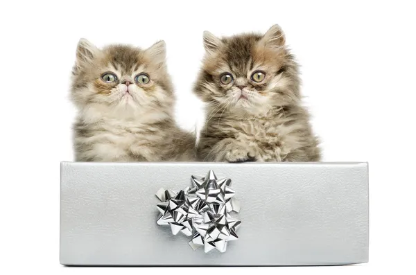 Persian kittens sitting in a silver present box, 10 weeks old, i — Stock Photo, Image
