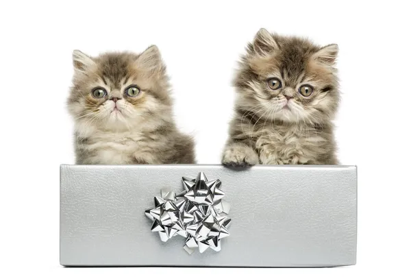 Persian kittens sitting in a silver present box, looking at the — Stock Photo, Image