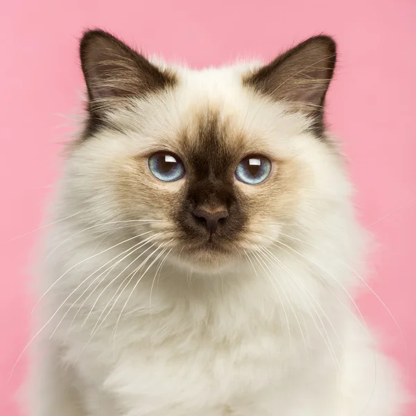 Primer plano de un gatito Birman mirando a la cámara, 5 meses de edad , — Foto de Stock