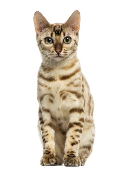 Vista frontal de un gato de Bengala sentado, mirando a la cámara, 5 sí —  Fotos de Stock