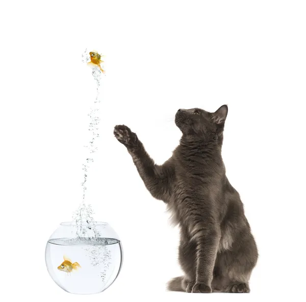 Maine Coon reaching at a goldfish jumping out of its aquarium, 1 — Stock Photo, Image