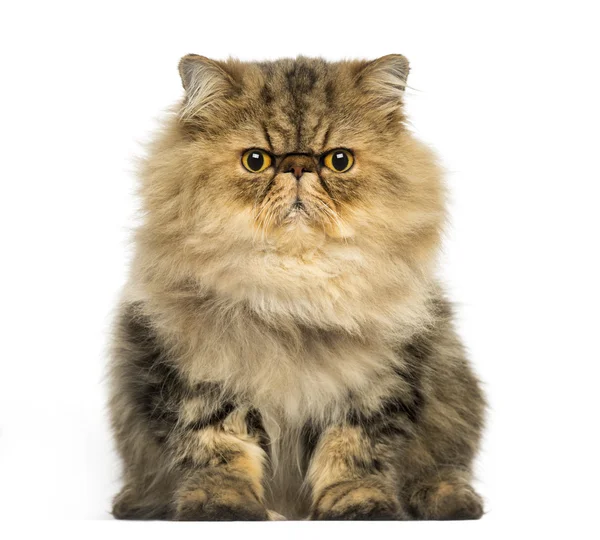 Front view of a grumpy Persian cat facing, looking at the camera — Stock Photo, Image