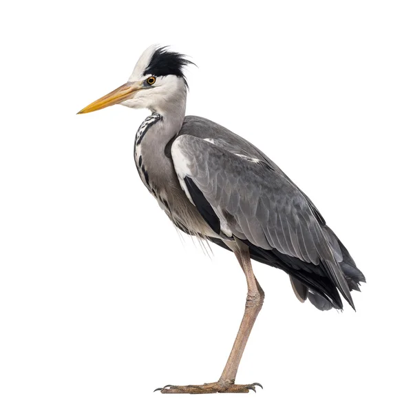 Side view of a Grey Heron standing, Ardea cinerea, isolated on w — Stock Photo, Image