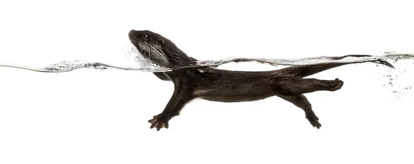 Vista laterale di una lontra europea nuotare sulla superficie del wa — Foto Stock