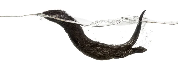 Side view of an European otter swimming at the surface of the wa — Stock Photo, Image