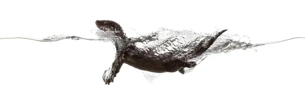 Vista laterale di una lontra europea nuotare sulla superficie del wa — Foto Stock