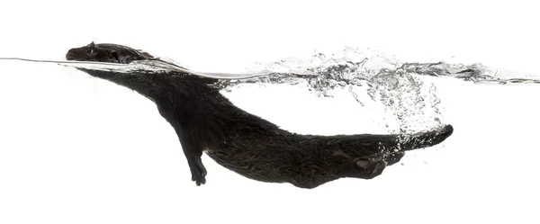 Sidovy av en europeisk utter simma på ytan av wa — Stockfoto