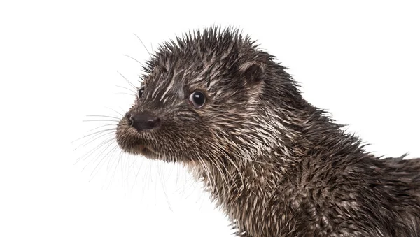 Close-up of an European otter looking at the camera, Lutra lutra — Stock Photo, Image