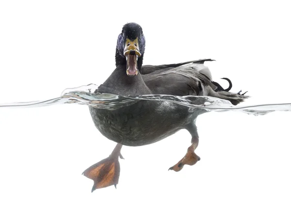 Mallard quacking in the water, Anas platyrhynchos, isolated on w — Stock Photo, Image