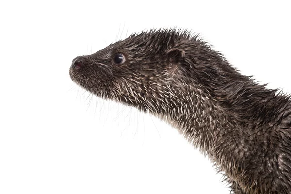 Primo piano del profilo di una lontra europea, Lutra lutra, isolata o — Foto Stock