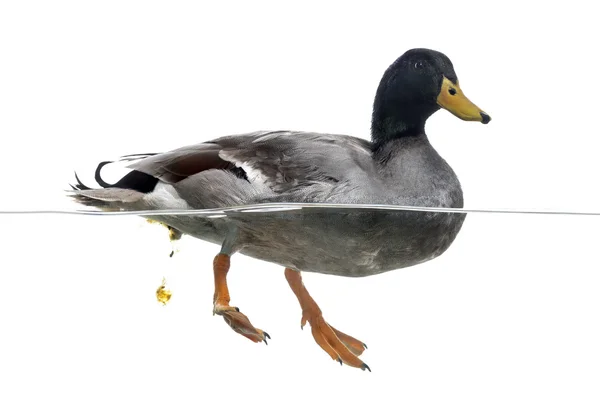 Mallard defecating in the water, Anas platyrhynchos, isolated on — Stock Photo, Image