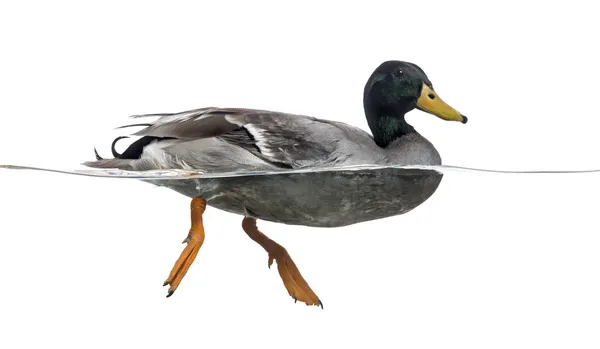 Side view of a Mallard floating on the water, Anas platyrhynchos — Stock Photo, Image