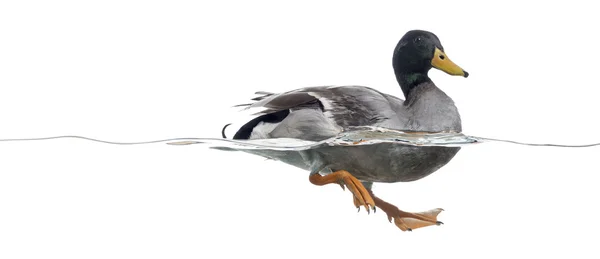 Side view of a Mallard floating on the water, Anas platyrhynchos — Stock Photo, Image