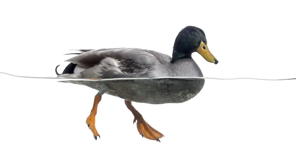 Mallard floating on the water, Anas platyrhynchos, isolated on w — Stock Photo, Image