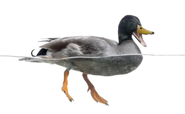 Mallard quacking, floating on the water, Anas platyrhynchos, iso — Stock Photo, Image