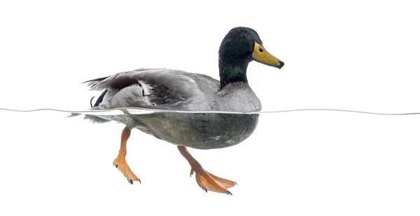 Mallard floating on the water, Anas platyrhynchos, isolated on w — Stock Photo, Image