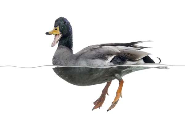 Mallard quacking, floating on the water, Anas platyrhynchos, iso — Stock Photo, Image