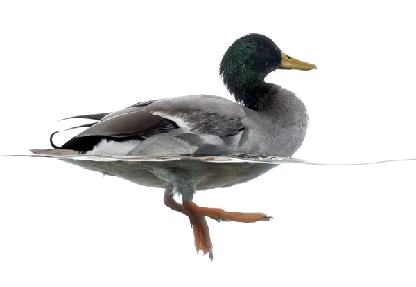 Vue latérale d'un Mallard flottant sur l'eau, Anas platyrhynchos — Photo