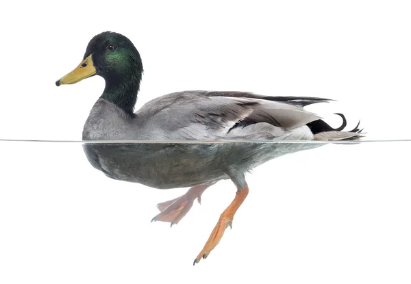 Mallard floating on the water, Anas platyrhynchos, isolated on w — Stock Photo, Image