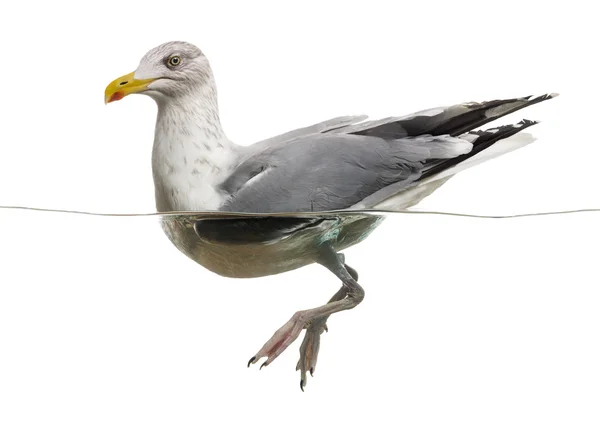 Europäische Heringsmöwe, die im Wasser schwimmt, Larus argentatus, i — Stockfoto