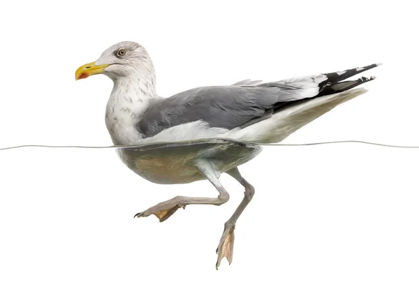 Europeu Herring Gull flutuando na água, Larus argentatus, i — Fotografia de Stock