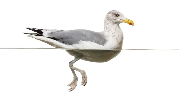 Gabbiano aringa europeo galleggiante in acqua, Larus argentatus, i — Foto Stock